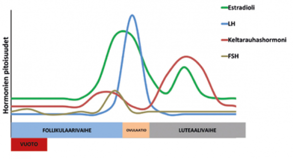 Kuvio kuukautiskierron vaiheista.